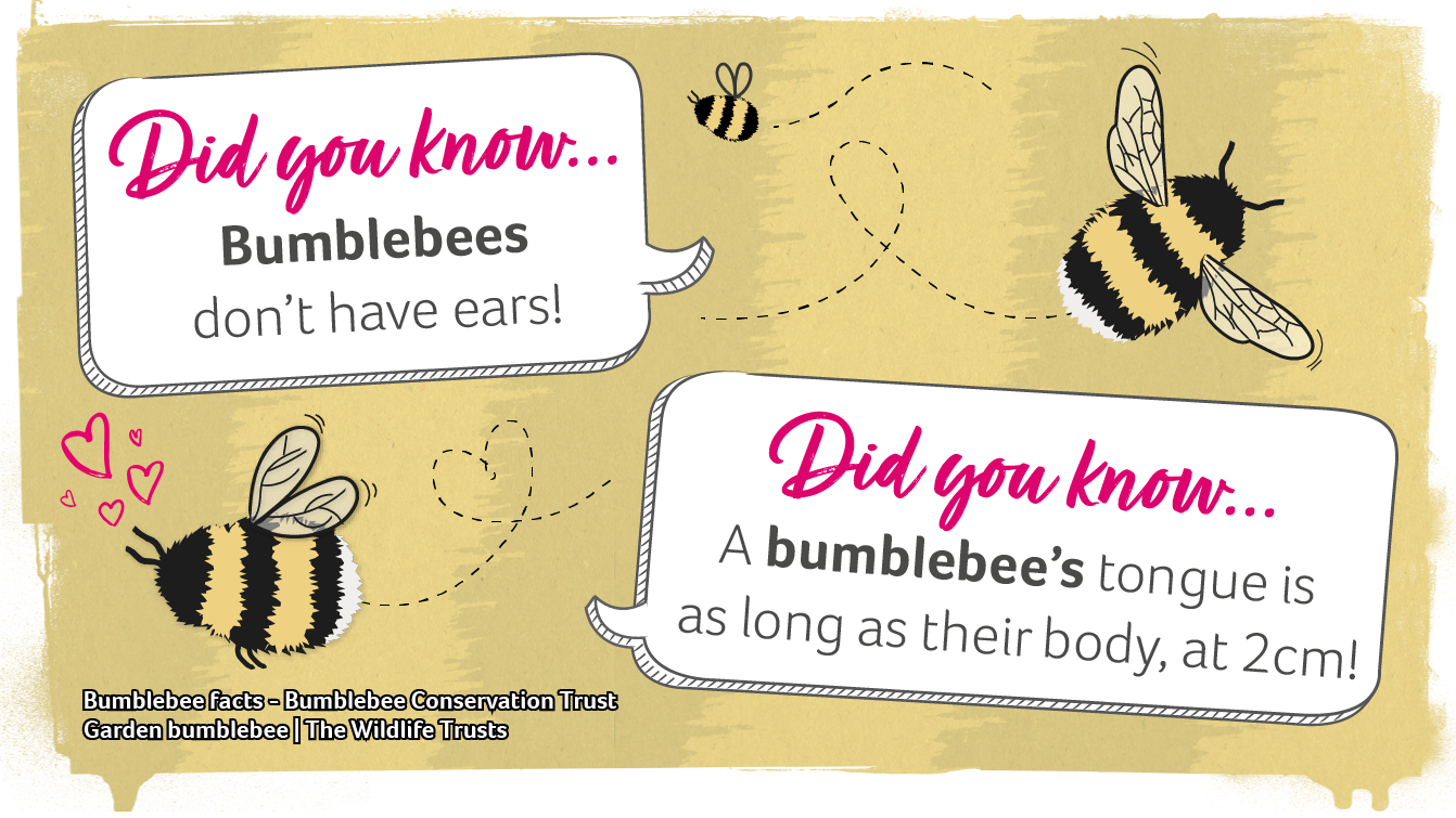 Bumblebee facts - they don't have ears and their tongue is as long as their body at 2cm
