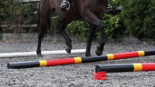 Image of a horse being ridden over trotting poles