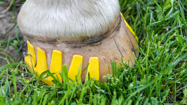 Horse's hoof wearing a plastic shoe.