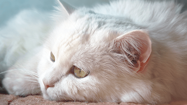 A white cat sleeping