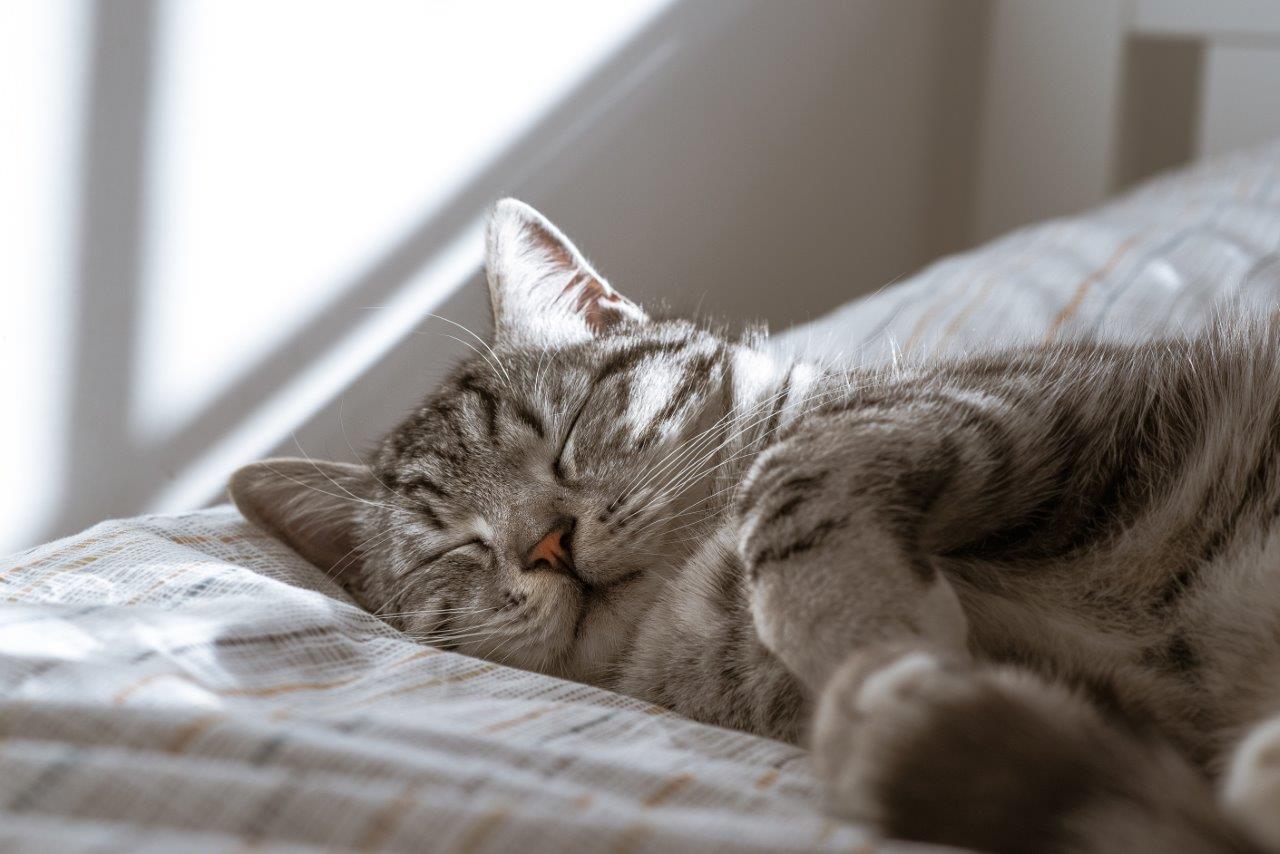A cat sleeping on a bed