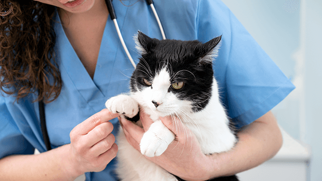a cat at the vet