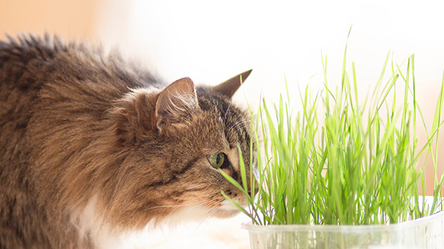 a cat showing interest in cat grass