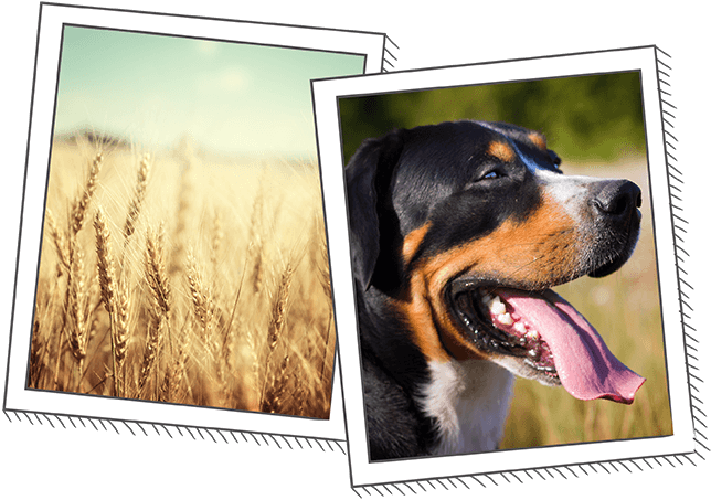 An image of a dog and a field of wheat