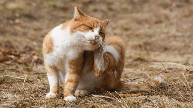 A cat scratching - the classic sign of a flea infestation