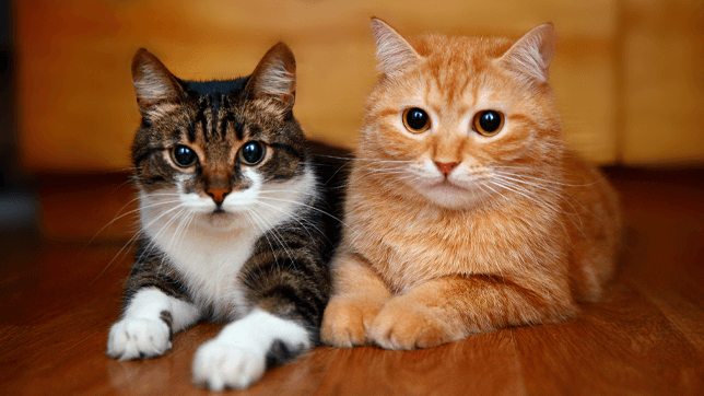 Consideration and preparation can markedly improve the chances of a successful meeting between cats