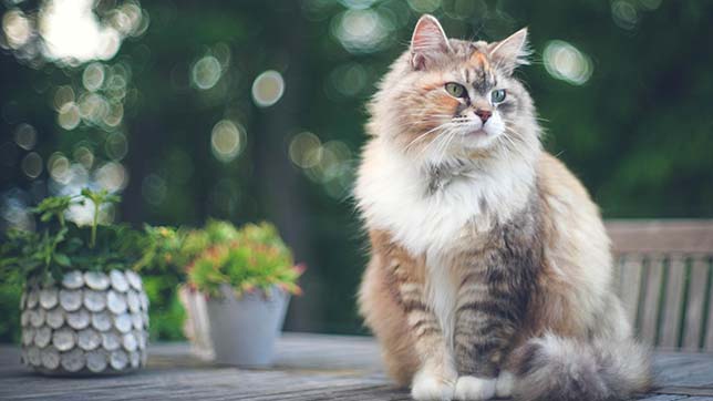 Older cats: the cattery guide