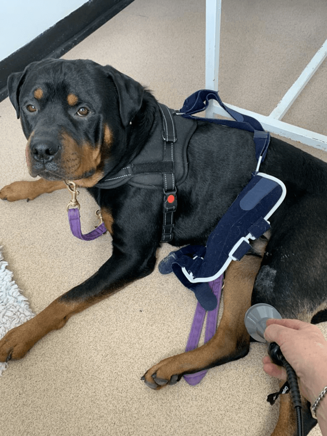 Canine cruciate ligament disease.