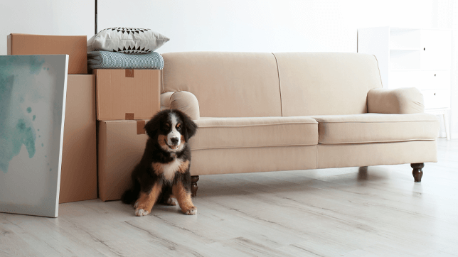 Moving house can be a disruptive influence on even the more well-trained pets