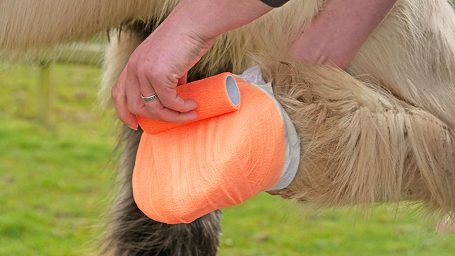 Poultice bandage being fitted to a horse's hoof