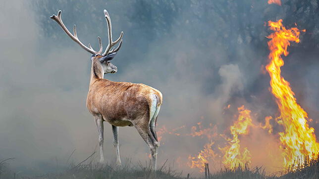 Deer in a field that is on fire