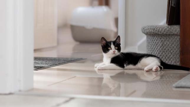 you might think that cats are mysterious, but kittens are even more surprising!