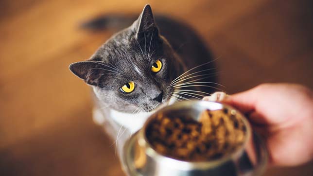 Cat treats are easy to make once you known which human foods your cat can eat safely