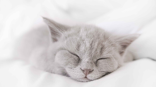 A grey cat sleeping on a white blanket