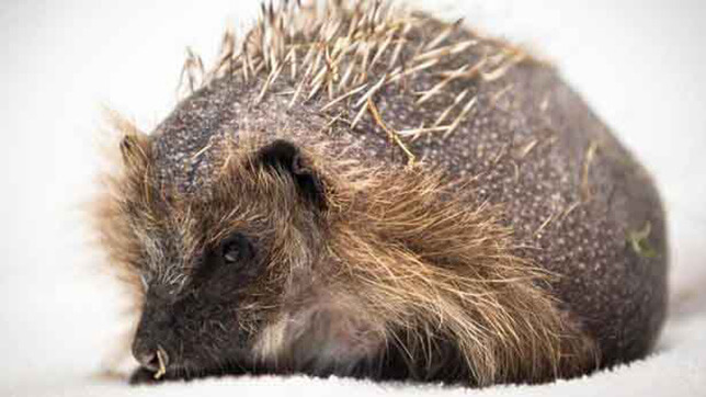 A hedgehog with alopecia