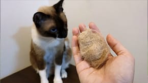 A cat looking towards a furball being held in a hand