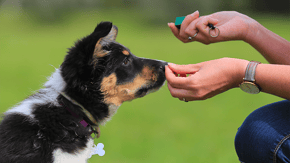 A puppy being trained with a clicker