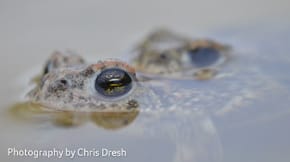 A frogs eye pears out of the water line