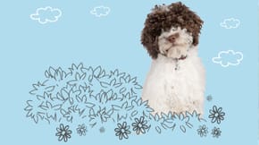 A dog sat in an illustrated bush