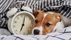 A young puppy sleeps next to an alarm clock