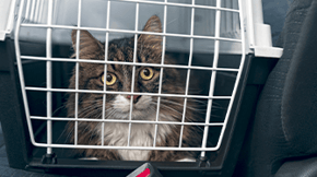A long haired cat in a cat carrier