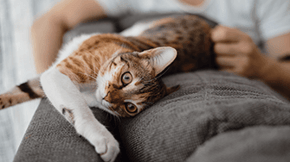 An outstretched cat on the top of a sofa