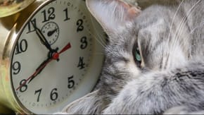 A grey cat rests next to an alarm clock