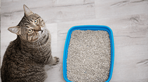 A cat stares upwards from next to a litterbox