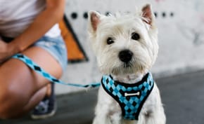A Westie is wearing  a bright blue dog harness