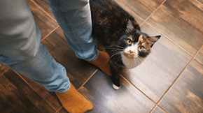 A cat at the foot of their human