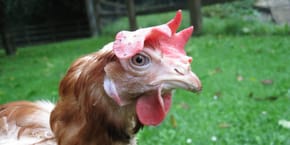 A hen