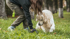 A dog walker pics up dog waste, with a dog nearby