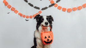 A Border Collie holds a Halloween trick or treat basket in their mouth