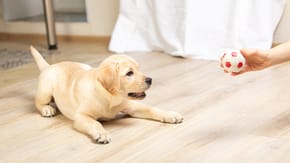 A Labrador puppy looks playfully at a ball in their humans hands