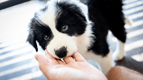 A Border Collie puppy with its head gently near to their trainers hand