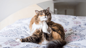 A long haired cat having a scratch on a bed