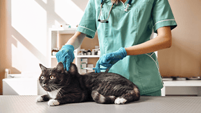 A cat is on the vet table being examined