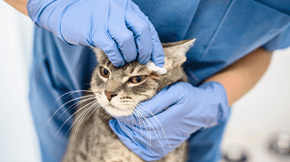 A cat receiving medical attention for an injury above their eye