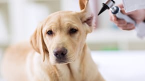 A Labrador has their ears checked at the vets