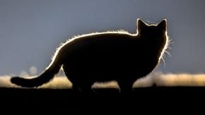 A cat silhouetted by lights behind it