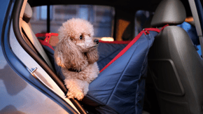 A poodle sits comfortably in a car