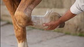 A horse places its leg in the hands of a human 