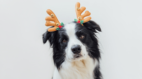 A Border Collie wears Christmas antlers