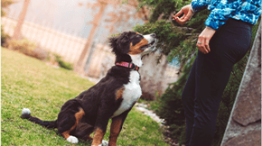 A dog sits patiently on grass waiting to receive a treat