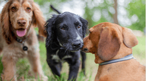 Three dogs greeting eachother