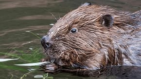 A beaver in a river