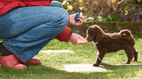 A puppy cockapoo receives a treat