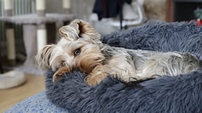 A small dog resting in a dog bed