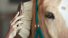 A horse being groomed with a brush