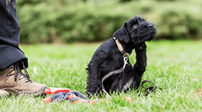 A small black dog is having a scratch whilst in a field